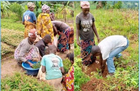 Plantation