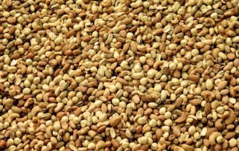 Les semences d'acajou pour la nutrition