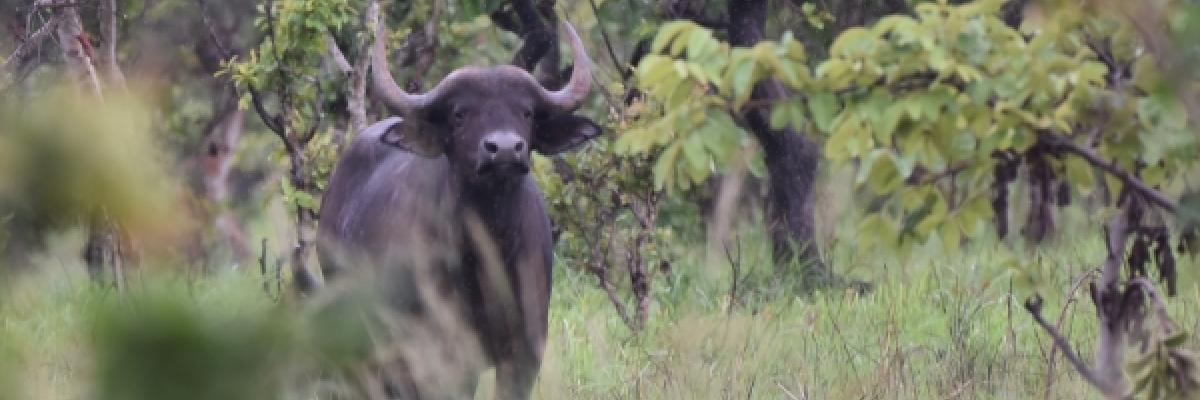Espèce phare du Parc National de la Ruvubu